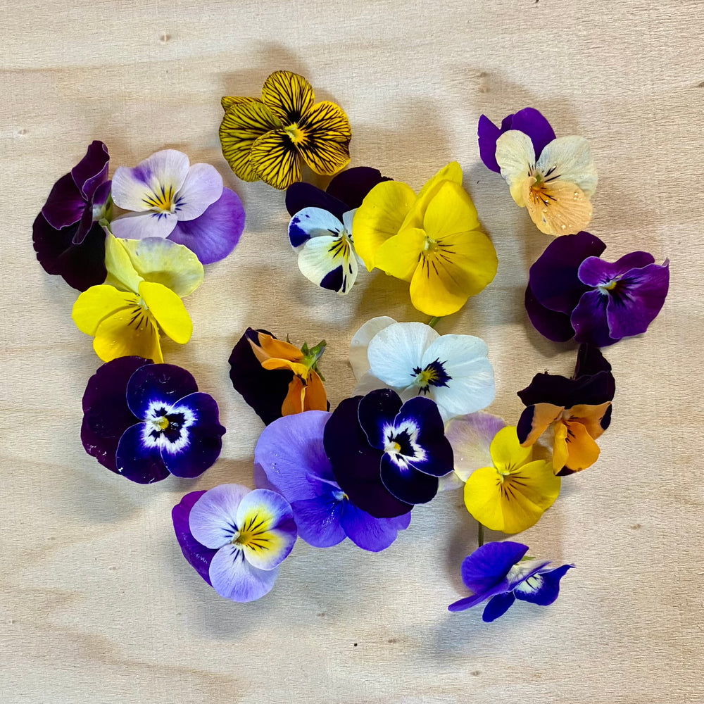 Fleurs comestibles - Micro Viola