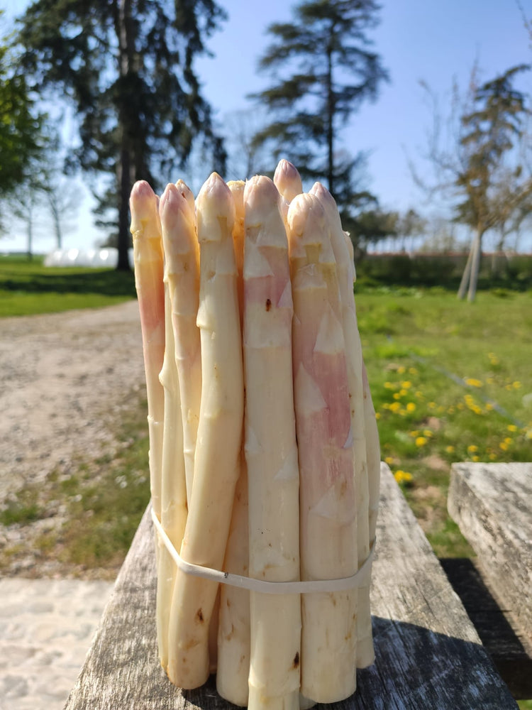 Botte d'asperges blanches de la Sarthe (1kg)